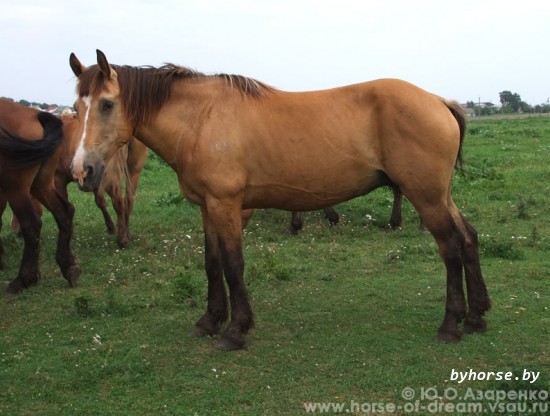 Белорусская упряжная: Бирка 103